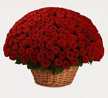 Премиум букет из: Розы #REPLACE_PRED# Приютном